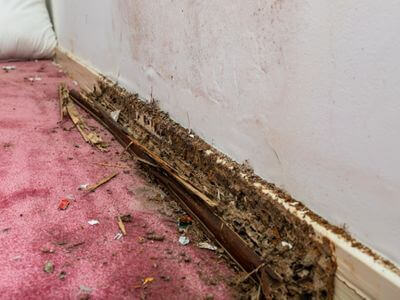 About Brisbane QLD Mould Removal Pros - mould removal experts in Brisbane